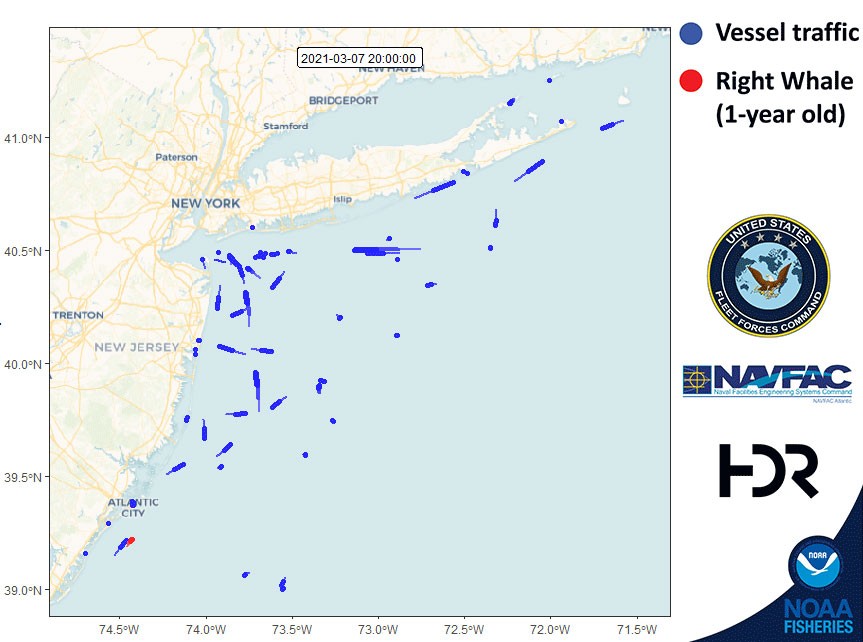 whale migration visualization Animation of a right whale heading north up the Atlantic coast amidst vessel traffic in 2021.